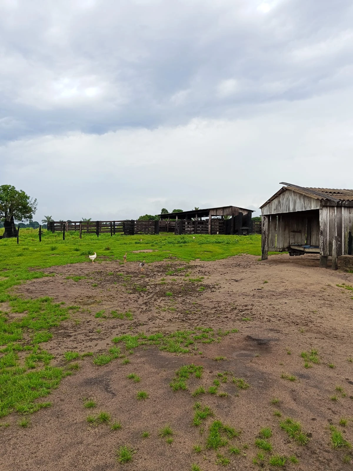  Belíssima Fazenda no Distrito de Vila Samuel – Excelente Oportunidade!