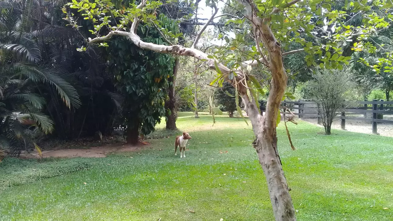 Sítio à venda, 4 quartos, 2 suítes, 10 vagas, Açude - Betim/MG