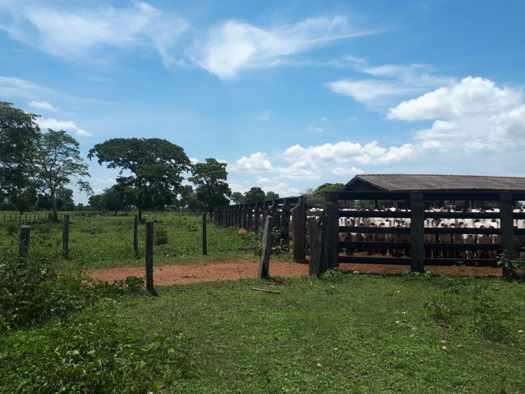 FAZENDA 1.338,0 ha. S.RITA DO TRIVELATO..-MT.