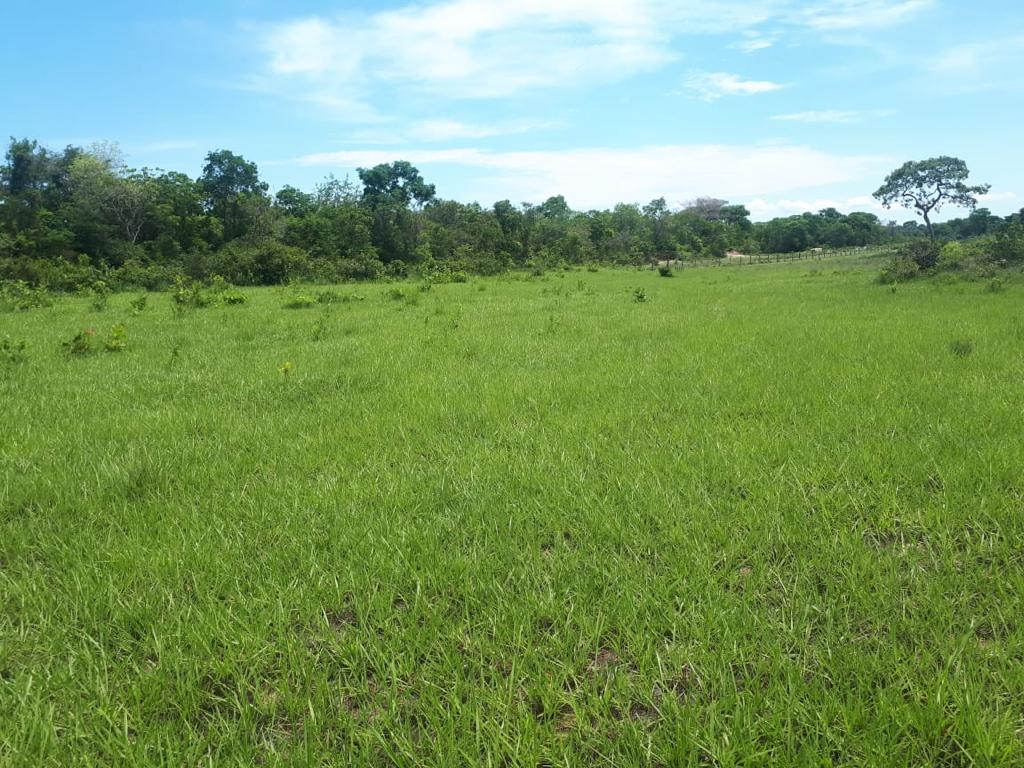 FAZENDA 1.338,0 ha. S.RITA DO TRIVELATO..-MT.