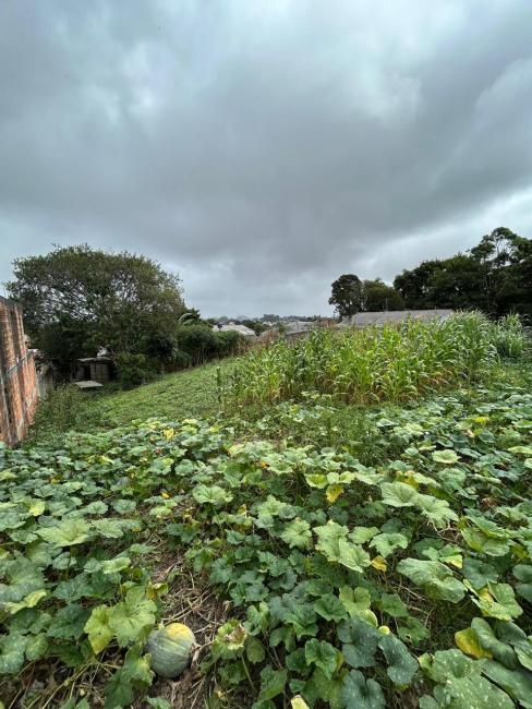 TERRENO � venda por R$ 250.000,00 no bairro Roseira de S�o Sebasti�o - S�O JOS� DOS PINHAIS / PR