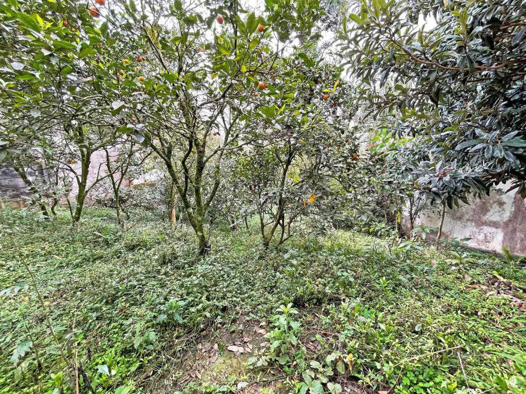 Terreno à venda, 486 m² por R$ 700.000,00 - Vista Alegre - Curitiba/PR