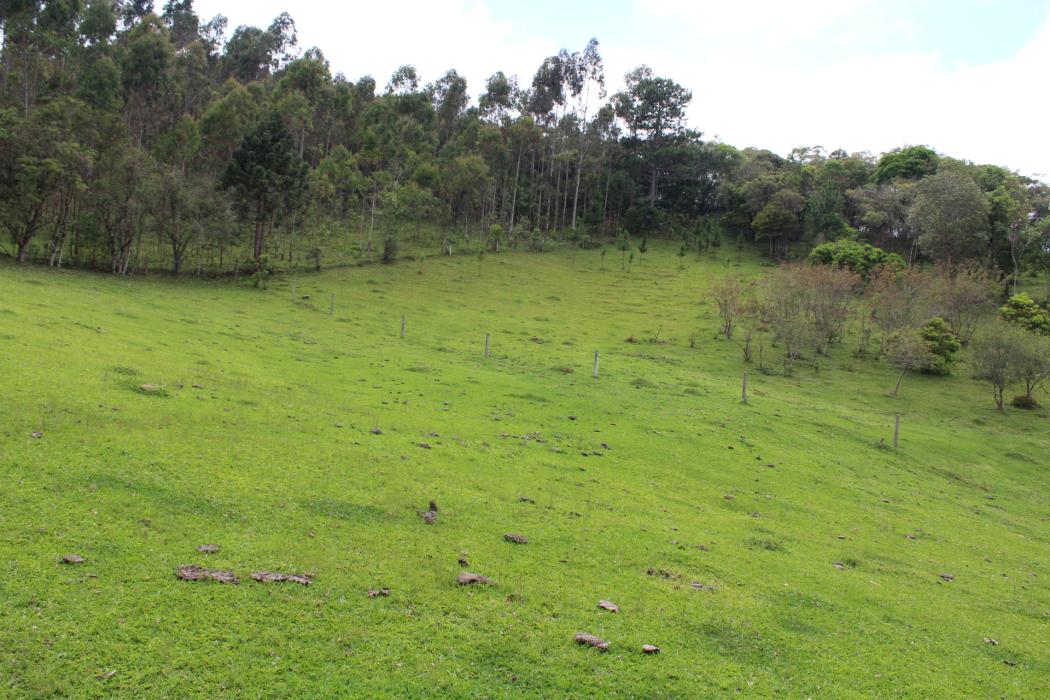 Chácara à venda, 260.300 m² por R$ 2.750.000,00 - Campo Magro/PR