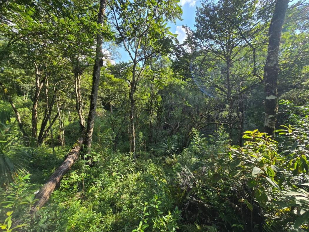 Terreno à venda, 9970 m² por R$ 1.540.000,00 - Tanguá - Almirante Tamandaré/PR