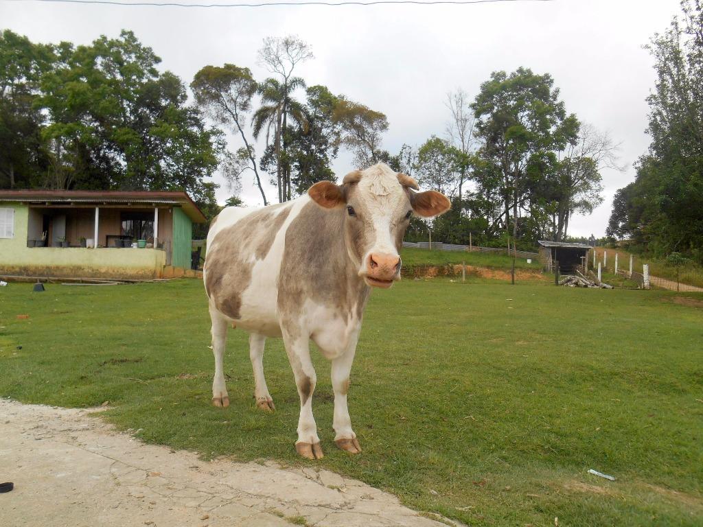 Miniatura 26