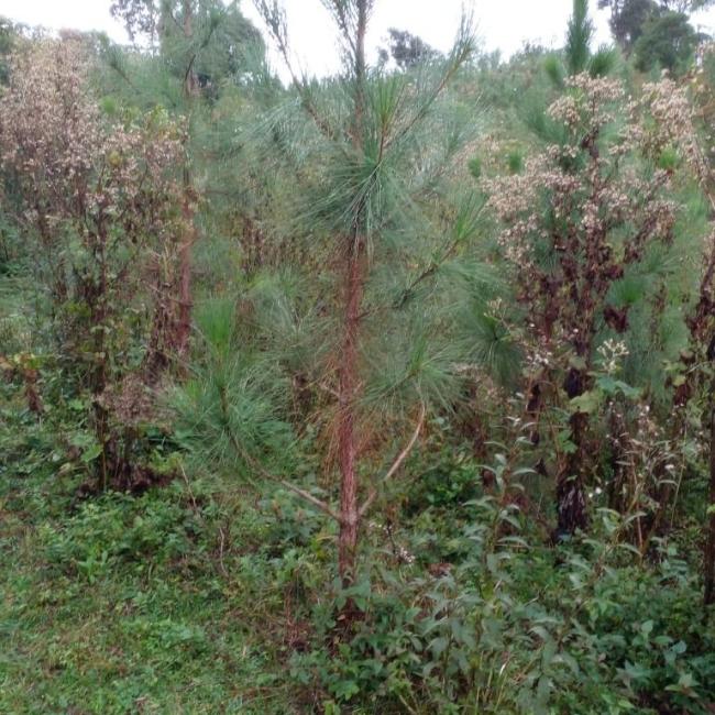 Fazenda de 92 alqueires com 16 cachoeiras e 25.000 pés de pinus à venda, - Contenda - São José dos Pinhais/PR