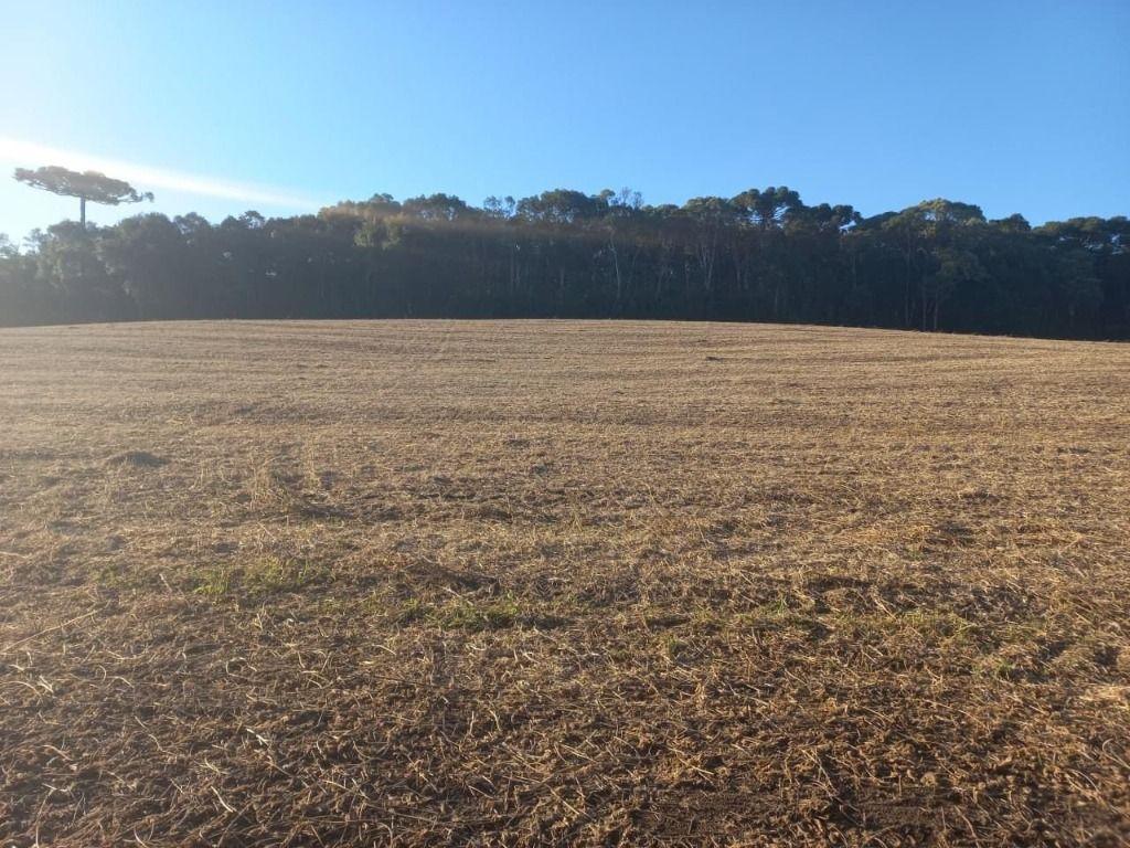 Chácara com 5 dormitórios à venda, 58372 m² por R$ 2.190.000,00 - Centro - Antônio Olinto/PR