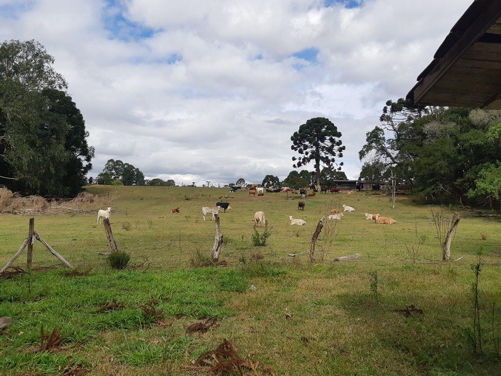 Chácara à venda, 43000 m² por R$ 990.000,00 - Centro - Araucária/PR