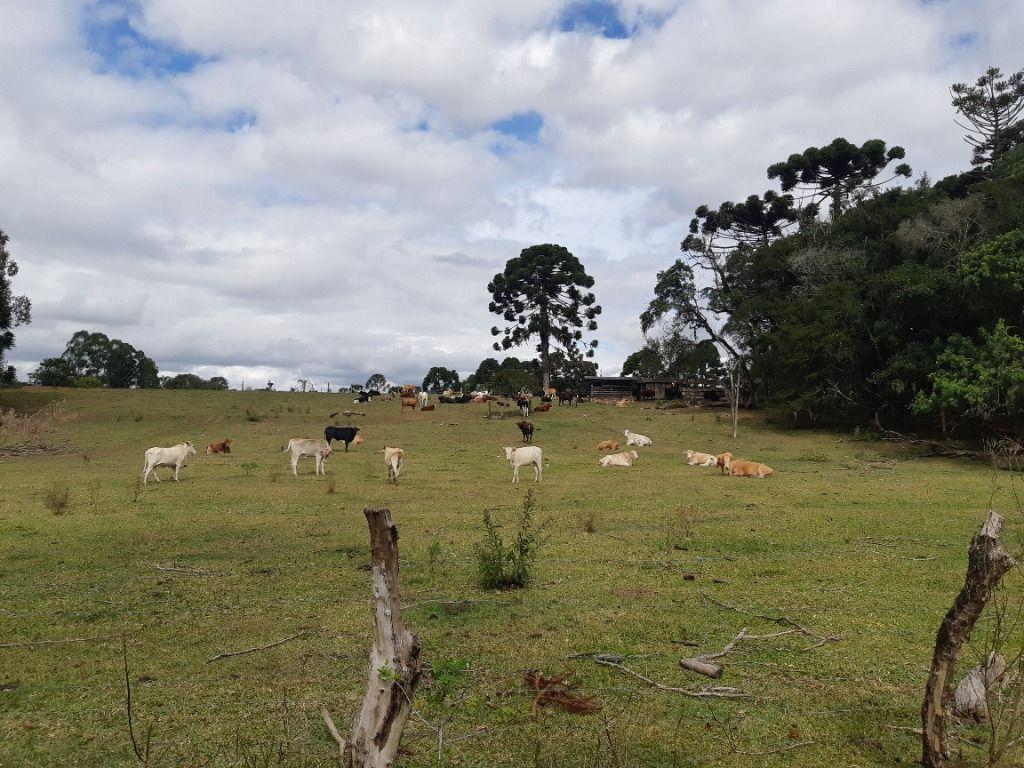 Chácara à venda, 43000 m² por R$ 990.000,00 - Centro - Araucária/PR