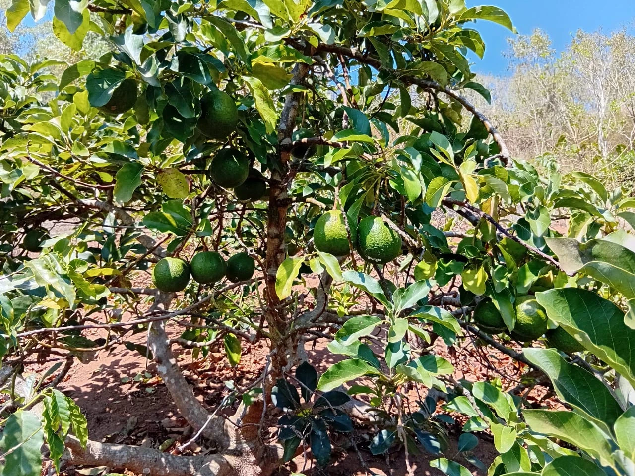 Sítio Produtivo à Venda em Paraju – Domingos Martins