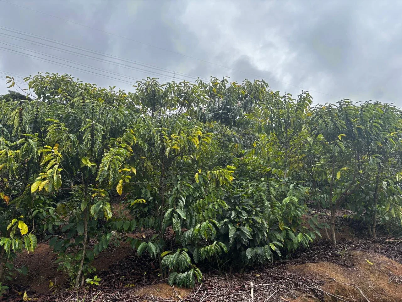 TERRENO RURAL COM 16 HECTARES E PRODUÇÃO DE CAFÉ – MEIA LÉGUA, SANTA LEOPOLDINA/ES