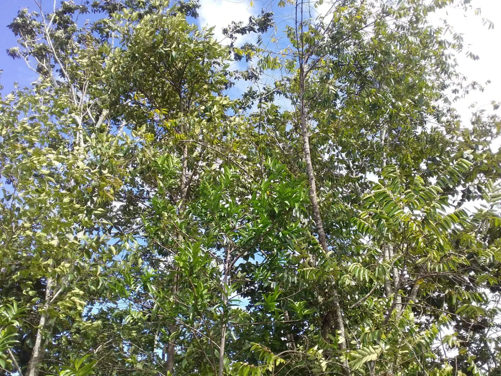 Chácara à Venda - Anápolis - Go