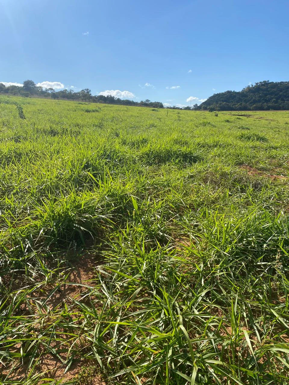 SÍTIO À VENDA EM COCALZINHO DE GOIÁS São 12 alqueires, sendo 10 alqueires formados e aproveitados para plantio.