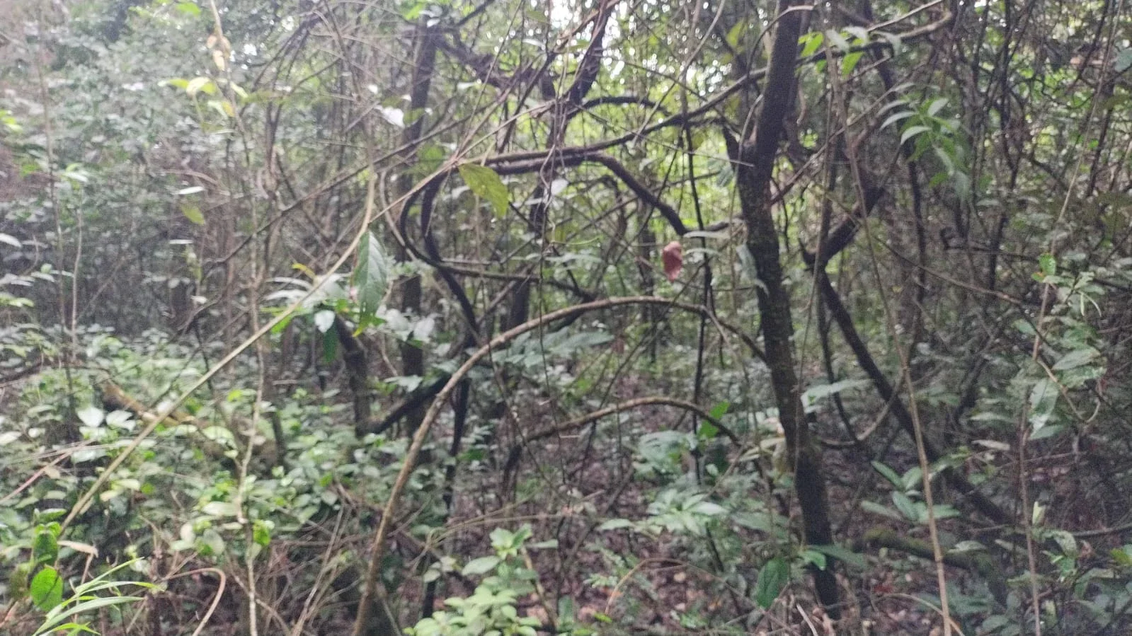 Chácara à venda em Anápolis, localizada entre Anápolis (35 minutos  )  e Leopoldo de Bulhões, a aproximadamente 35 minutos de Anápolis.