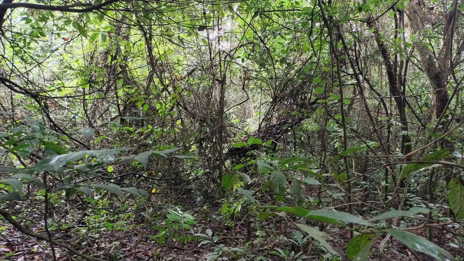 Chácara à venda em Anápolis, localizada entre Anápolis (35 minutos ) e Leopoldo de Bulhões, a aproximadamente 35 minutos de Anápolis.