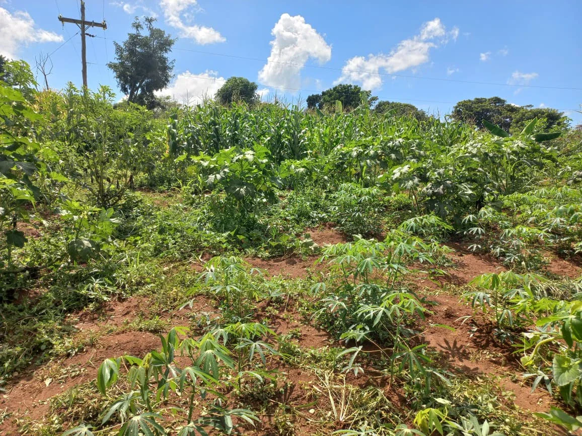 🌳 CHÁCARA À VENDA – 4.530 m² 📍 Anápolis – GO | Distrito de Sousânia